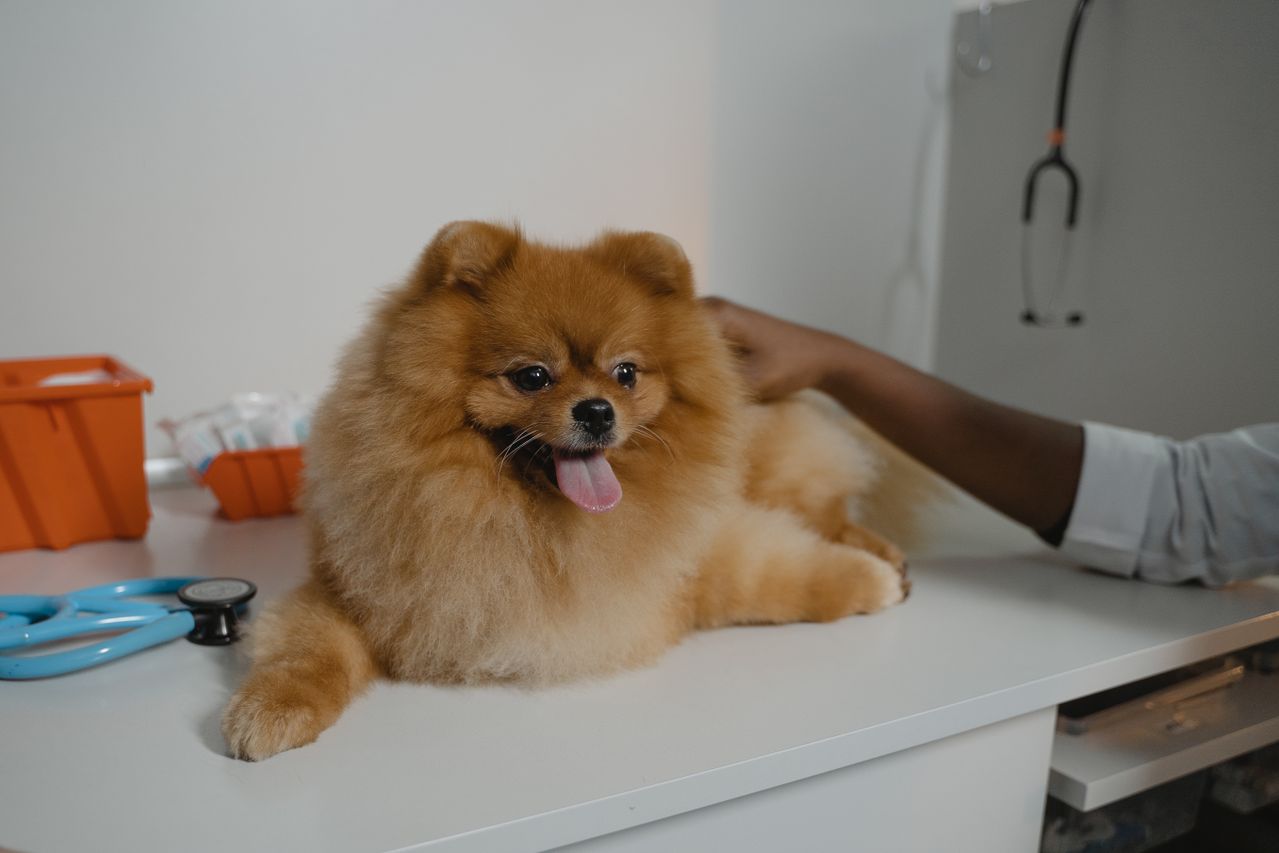 Pet Care commercial real estate